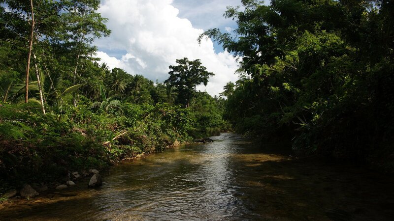 River in tropical forest