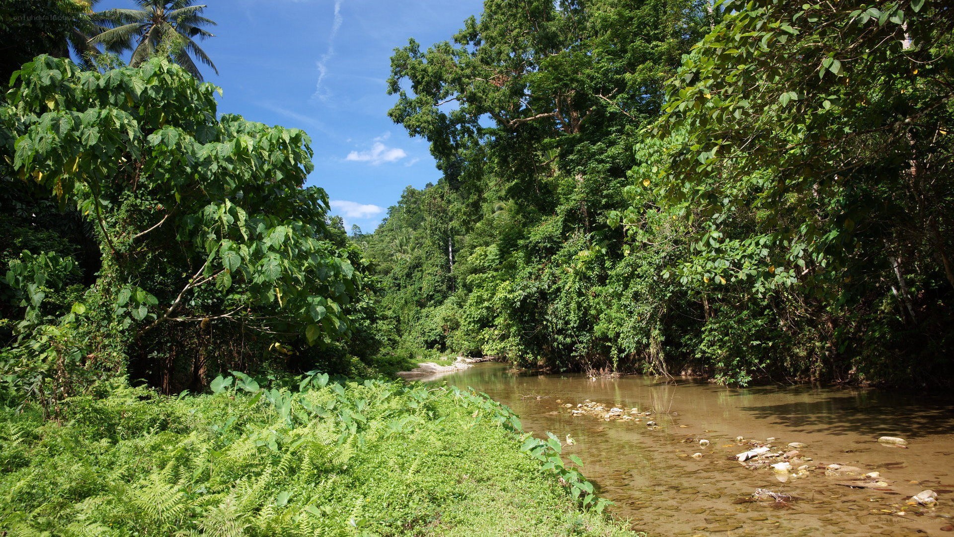 River in tropical forest