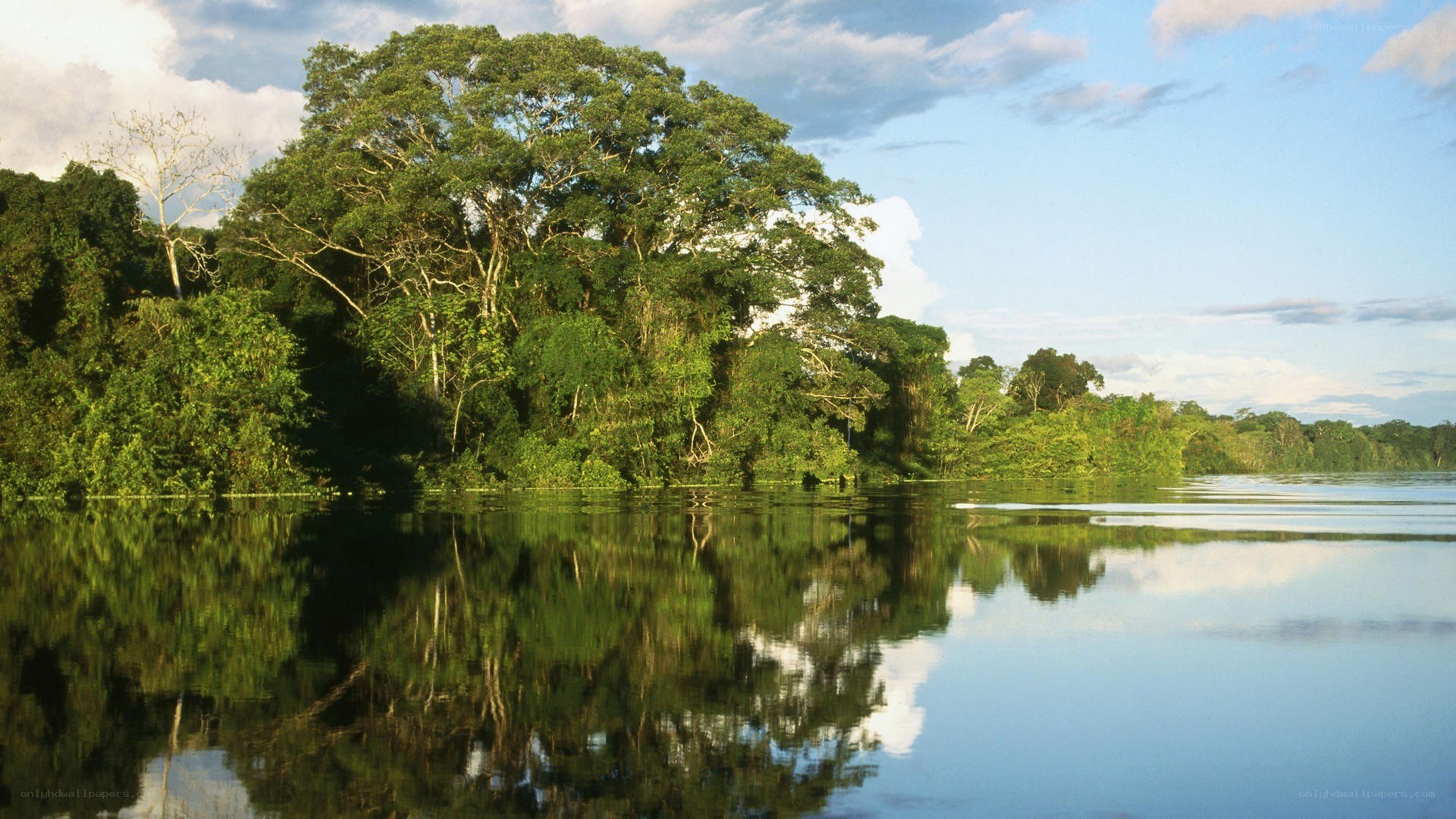 River in tropical forest