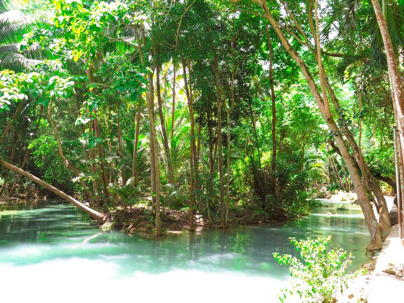 River in Tropical Forest — Green, Serene, Afternoon, Photograph, Trees, Palm Trees