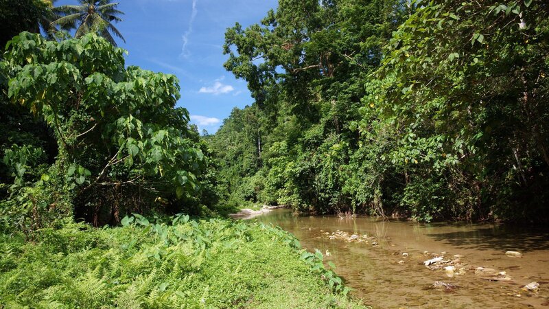 River in Tropical Forest — Green, Serene, Afternoon, Photograph, Trees, Sky
