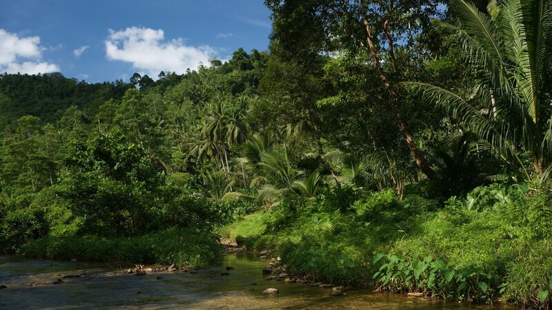 River in Tropical Forest — Green, Serene, Afternoon, Photograph, Trees, Stream