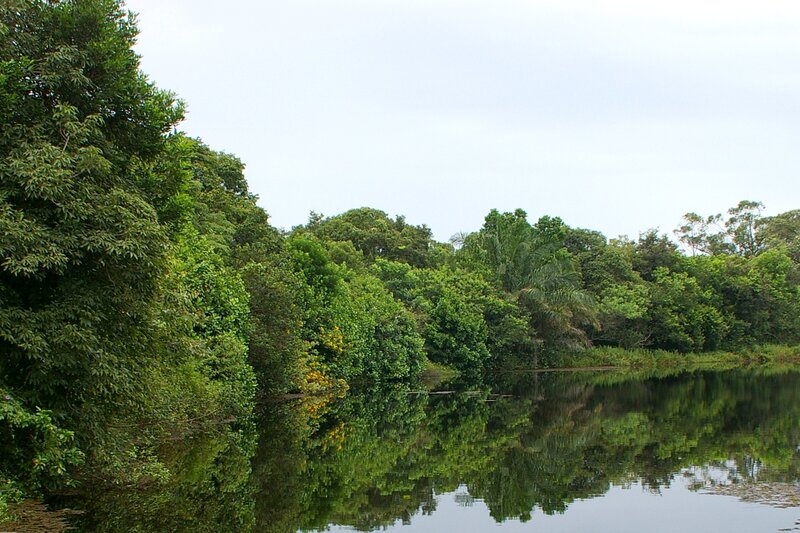 River in Tropical Forest — Green, Serene, Afternoon, Photograph, Trees, Water, Sky