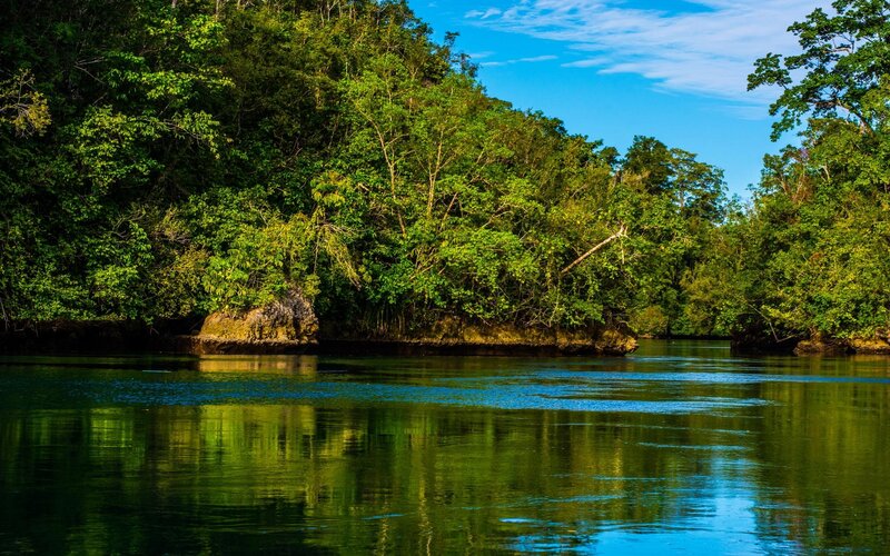 River in Tropical Forest — Green, Serene, Afternoon, Photograph, Trees, Water