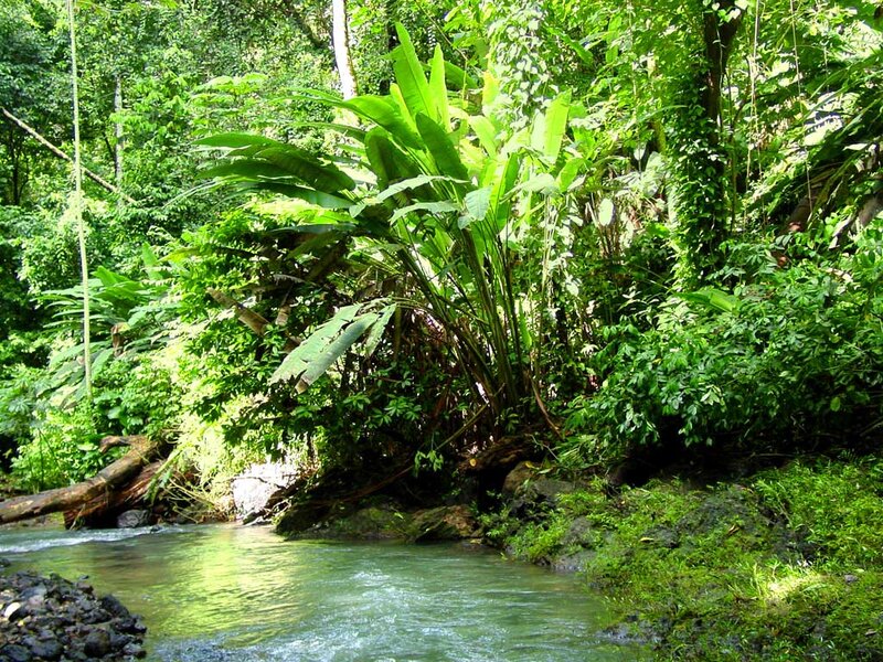 River in Tropical Forest — Green, Serene, Afternoon