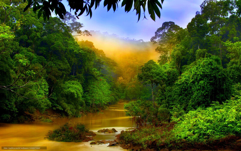 River in Tropical Forest — Green, Serene, Morning, Photograph, Trees, Mist, Sunlight