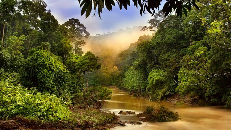 River in Tropical Forest — Green, Serene, Morning, Photograph, Trees, Mist