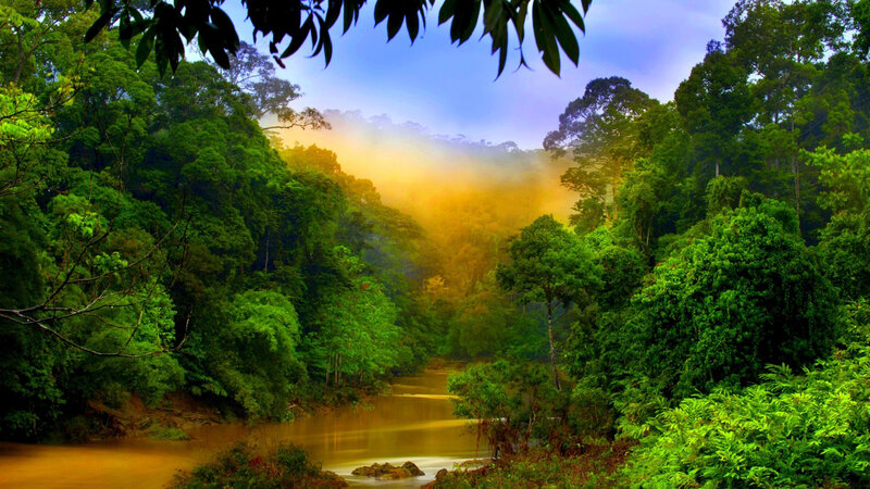River in Tropical Forest — Green, Serene, Morning, Photograph, Trees