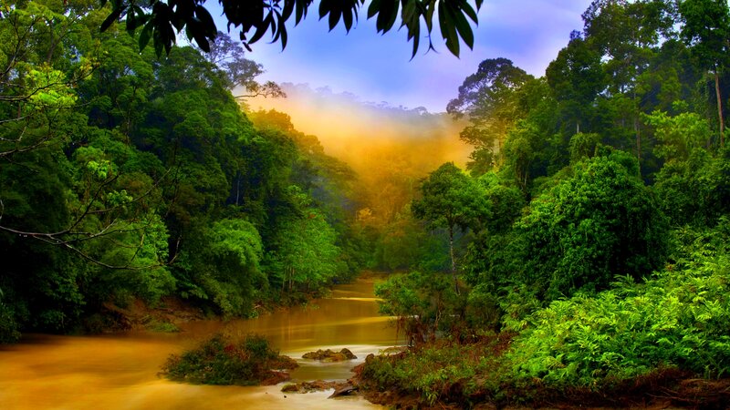 River in Tropical Forest — Green, Serene, Morning