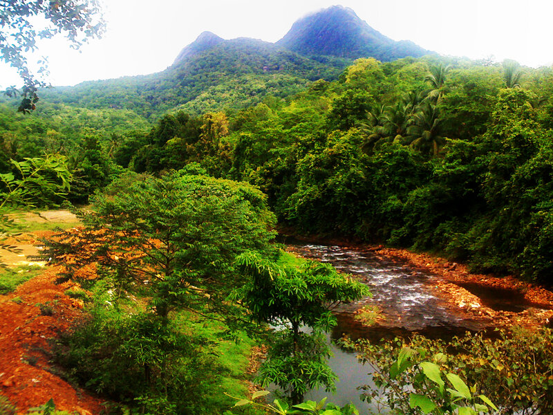 River in Tropical Forest — Green