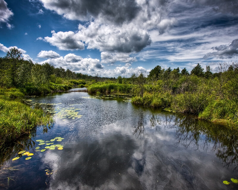 River in Wetland
