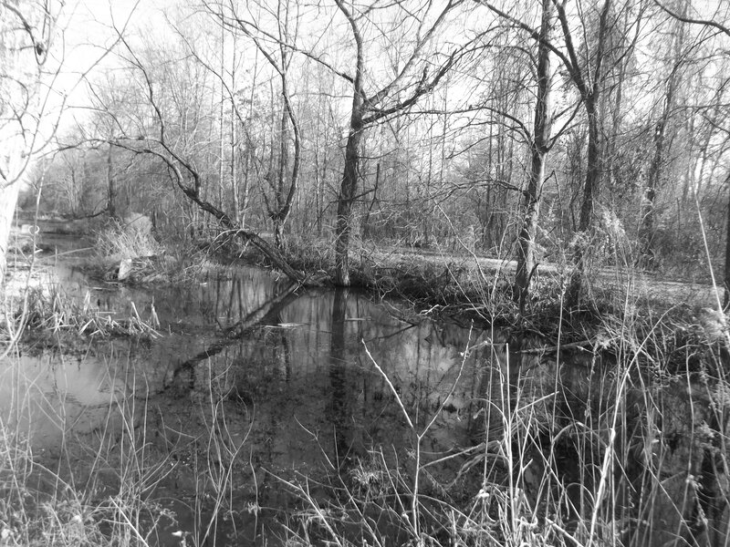 River in Wooded Area — Black
