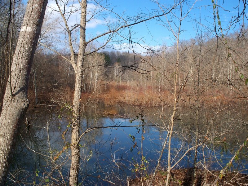 River in Wooded Area — Blue