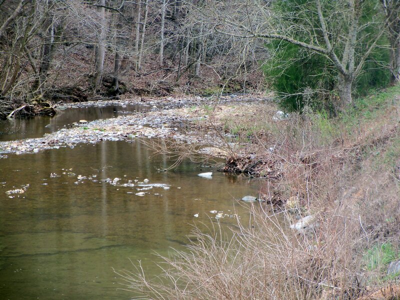 River in Wooded Area — Brown, Calm, Autumn, Photograph
