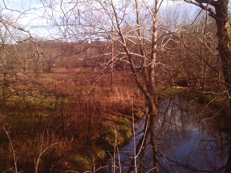 River in Wooded Area — Brown, Calm