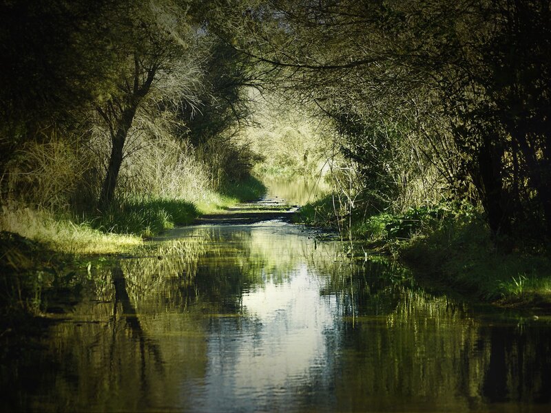 River in Wooded Area — Green, Serene, Afternoon, Photograph