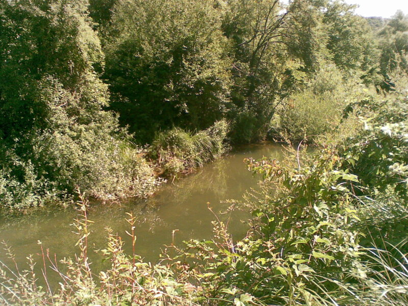 River in Wooded Area — Green