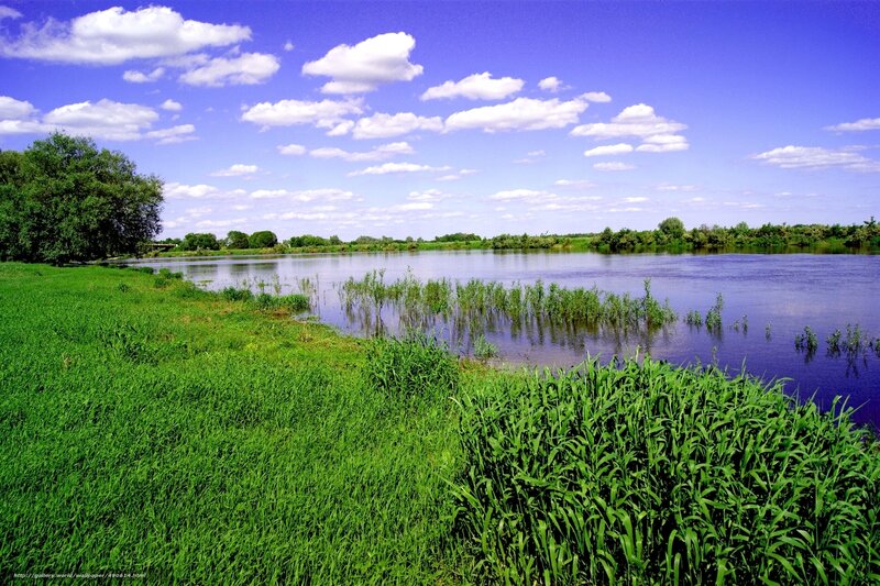 River landscape with green grass