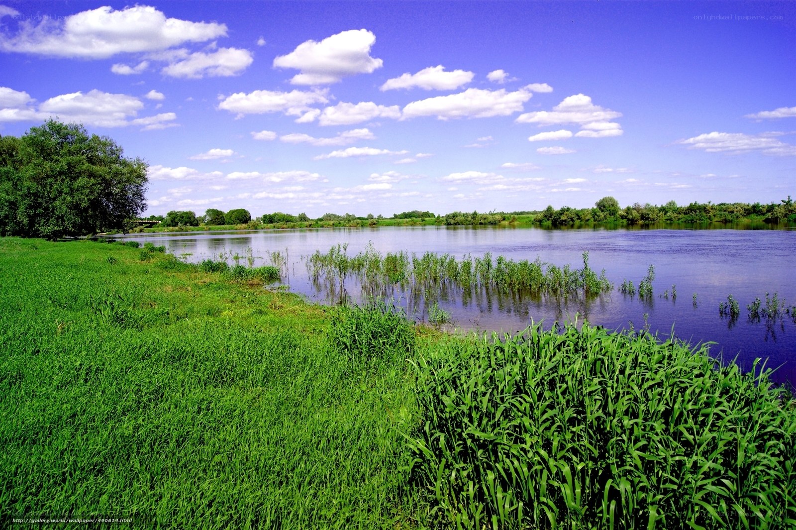 River landscape with green grass