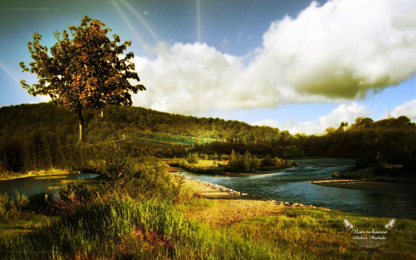 River landscape with lone tree