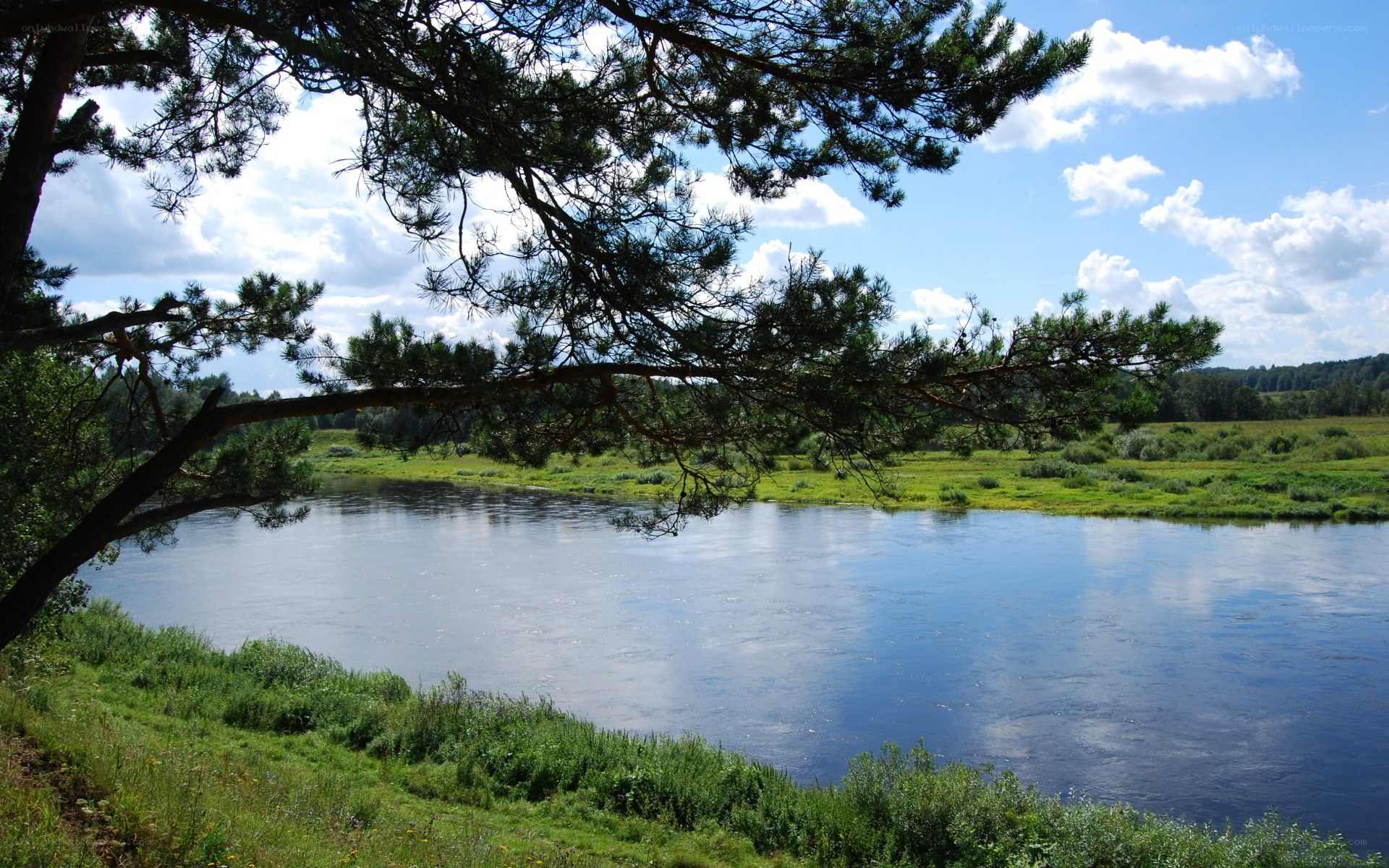 River landscape with pine tree