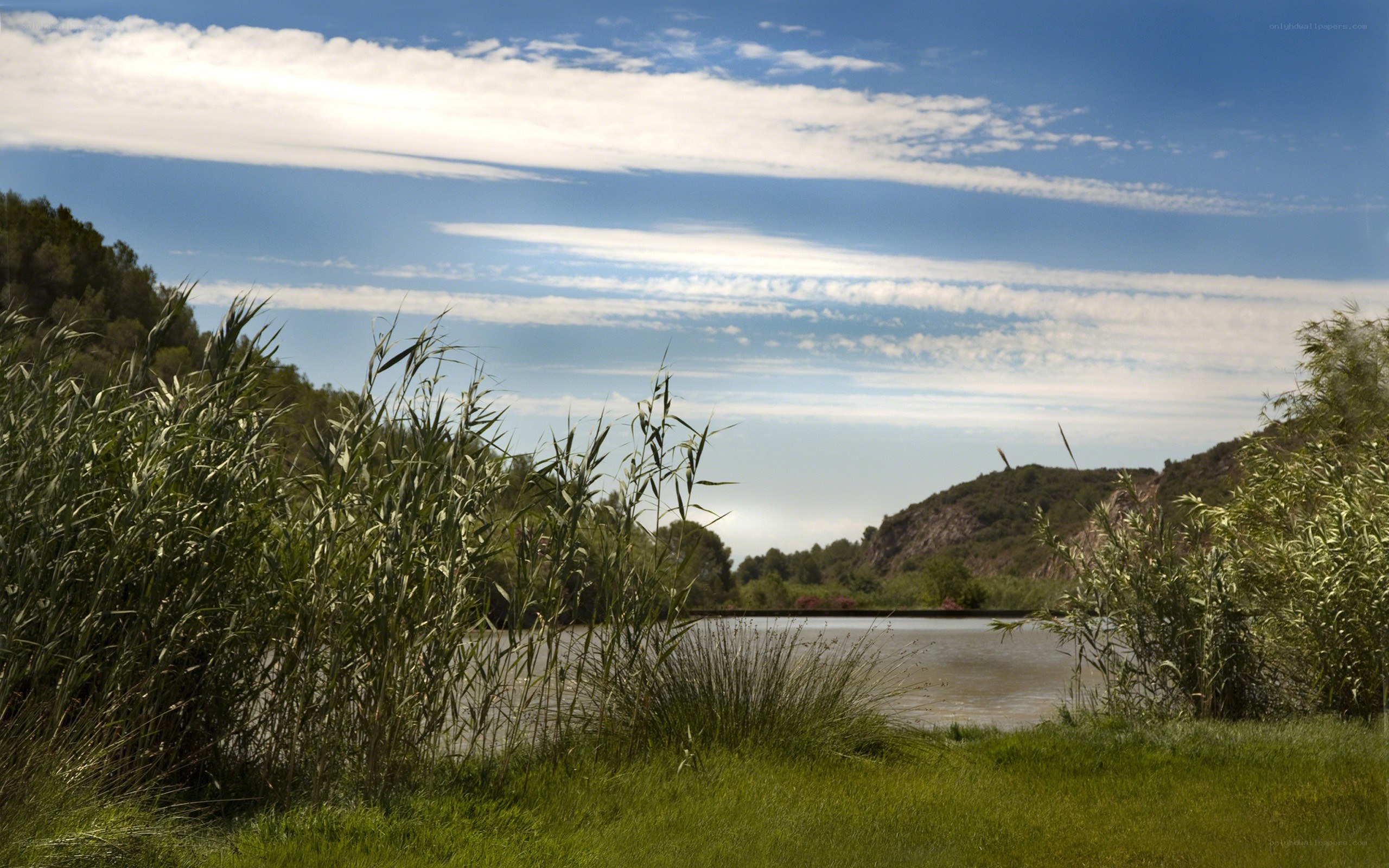River landscape with reeds
