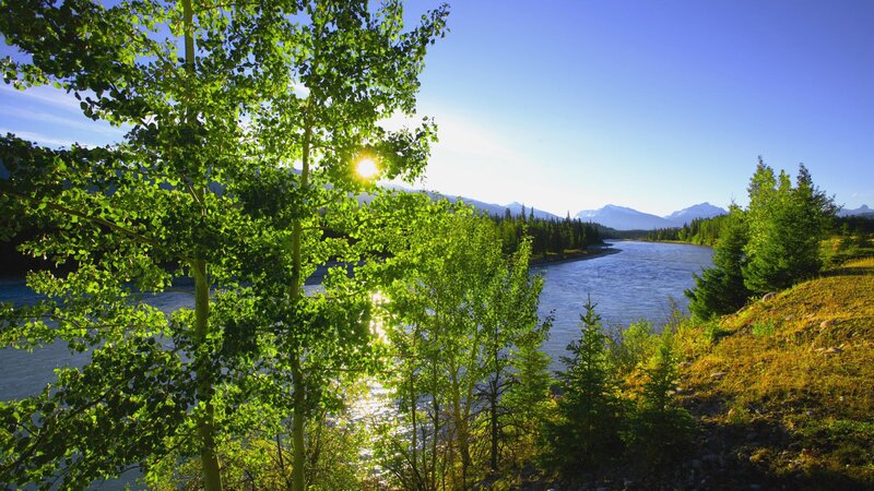 River landscape with sunlit trees