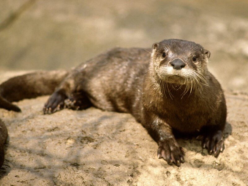 River Otter on Rock
