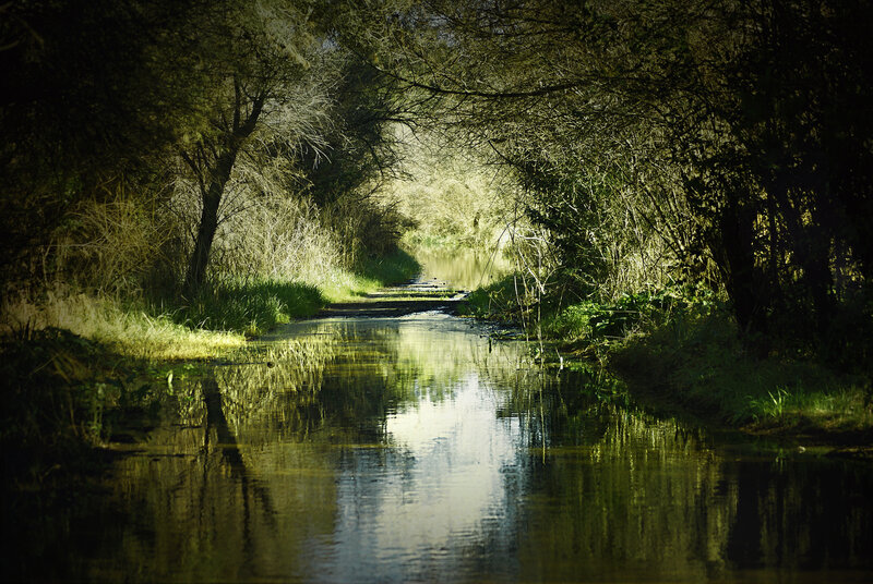 River Path in Forest — Green, Serene
