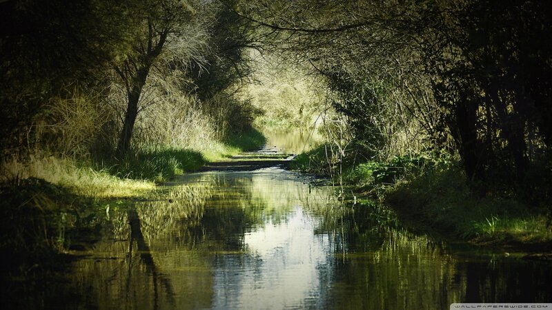 River Path in Forest — Green