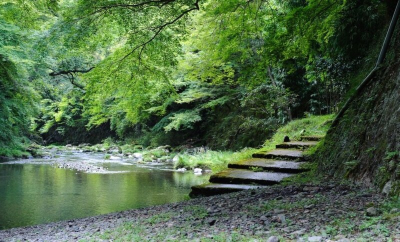 River path in forest