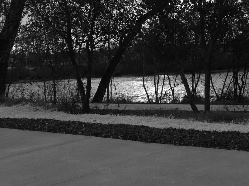 River Path with Trees