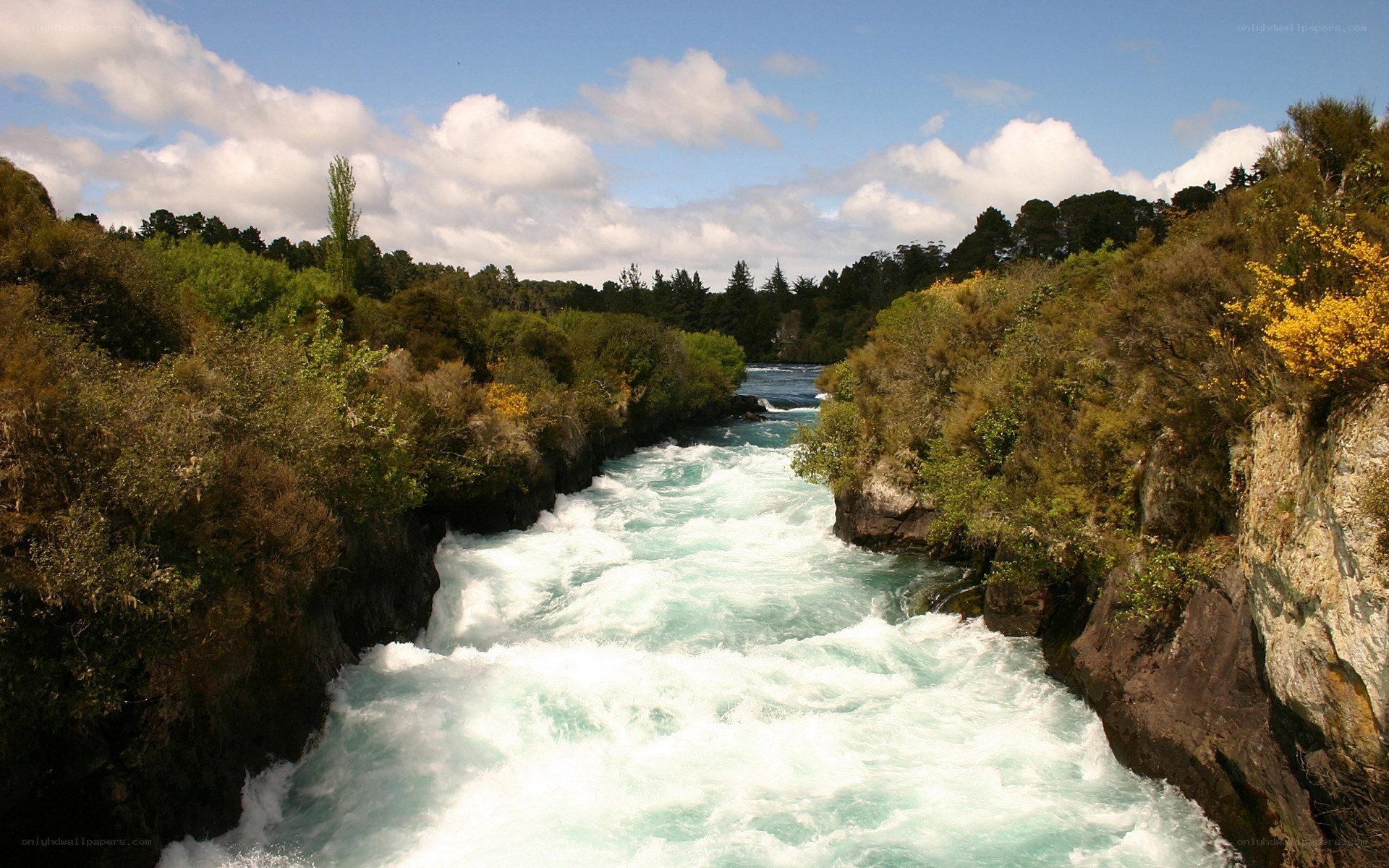 river rapids in a forested gorge