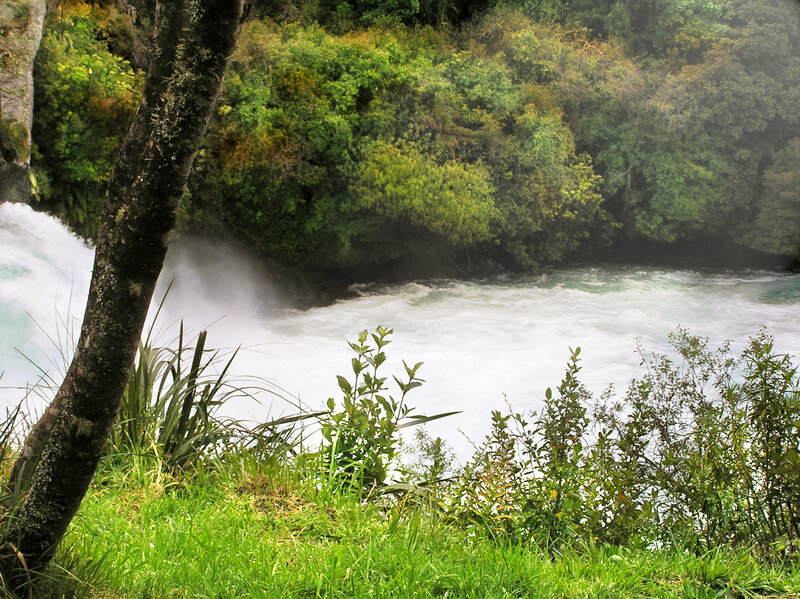 River rapids in forest