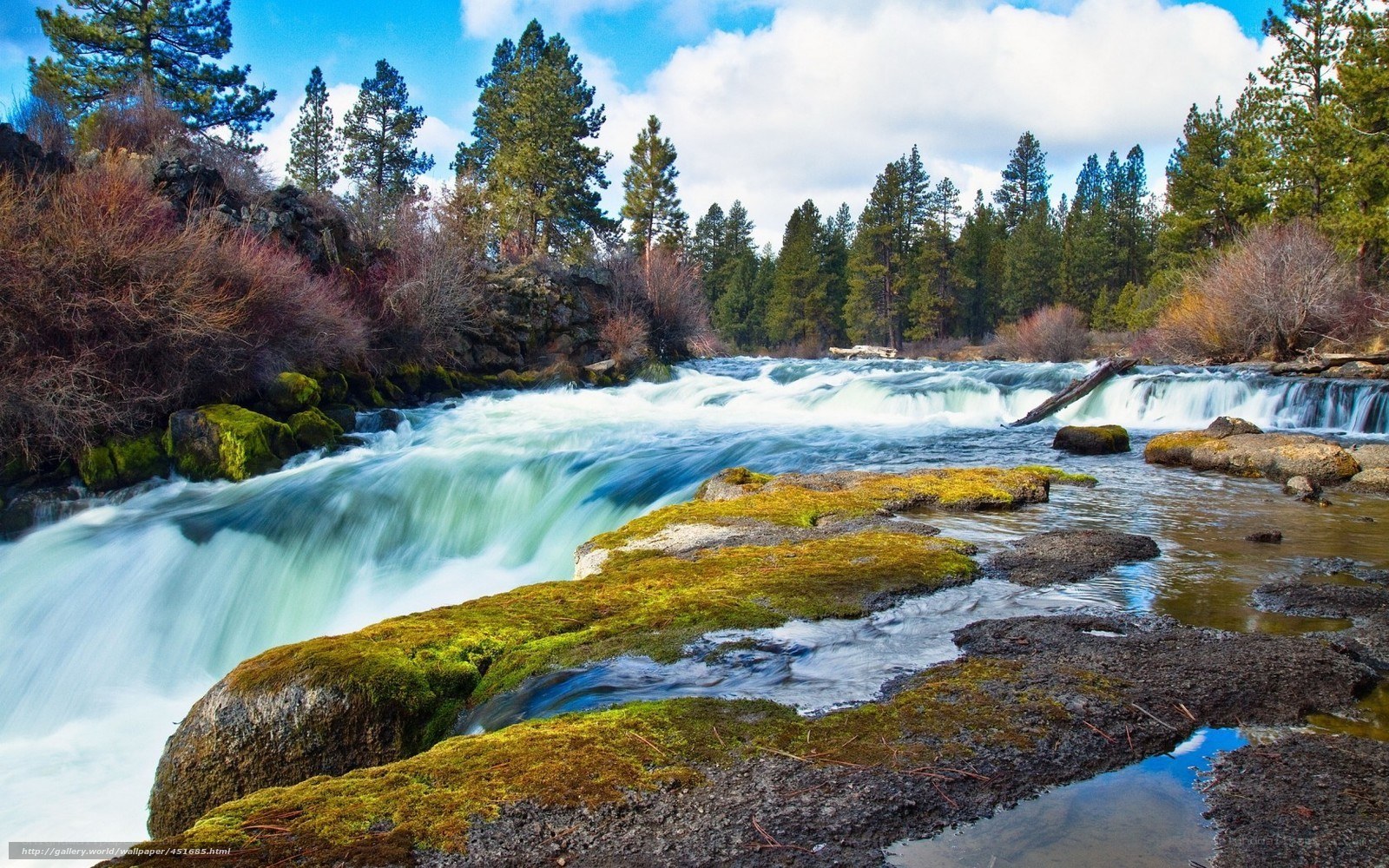River rapids in forest