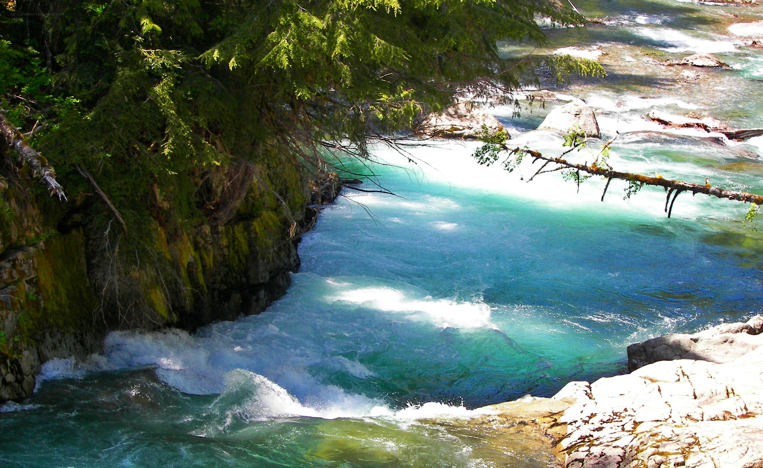 river rapids in forest
