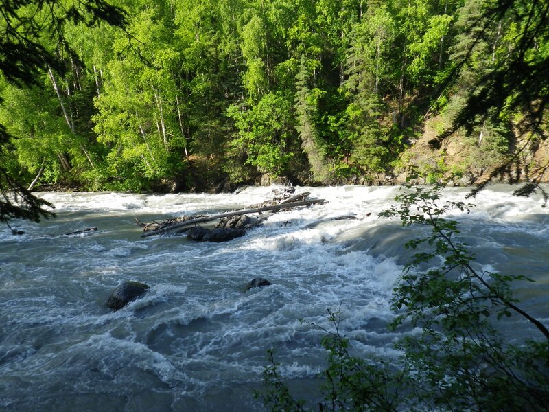 River Rapids in Forest — Green, Dynamic, Afternoon, Photograph