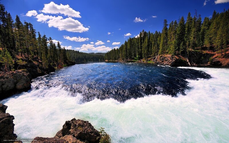 river rapids in forest