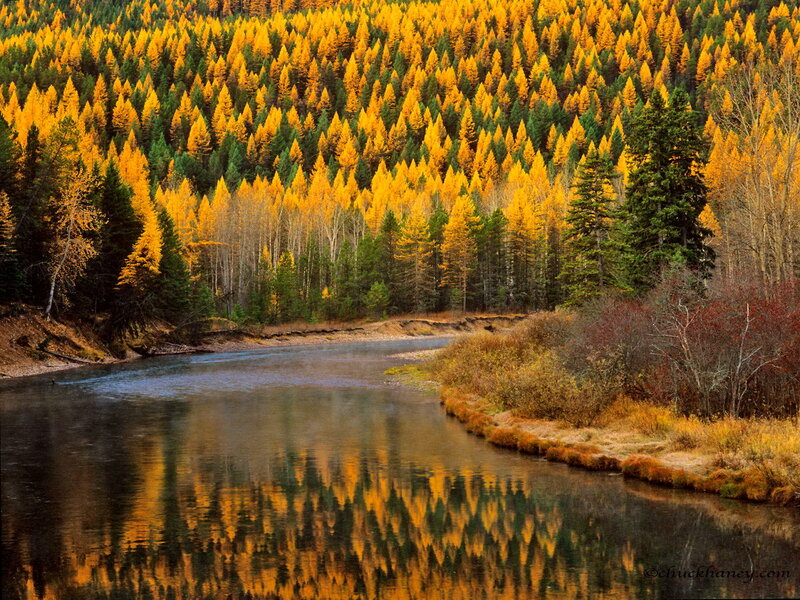 River Reflecting Autumn Forest