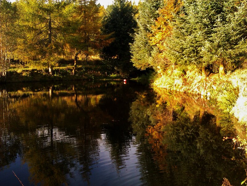 River Reflecting Autumn Trees — Green