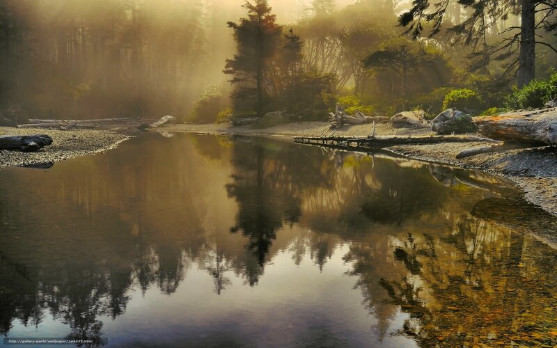 River Reflecting Forest — Brown, Serene, Morning