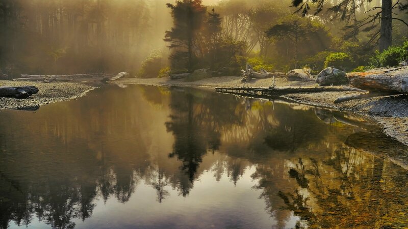 River Reflecting Forest — Brown, Serene