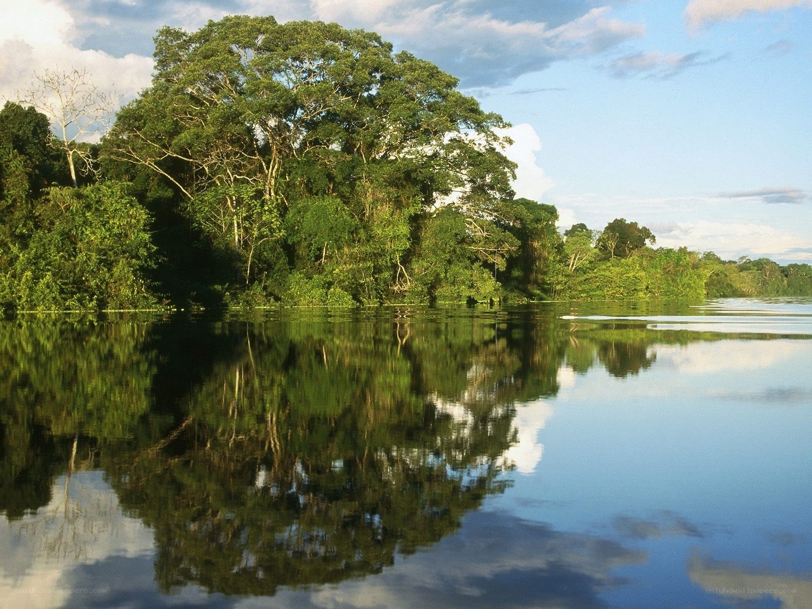 River reflecting rainforest trees