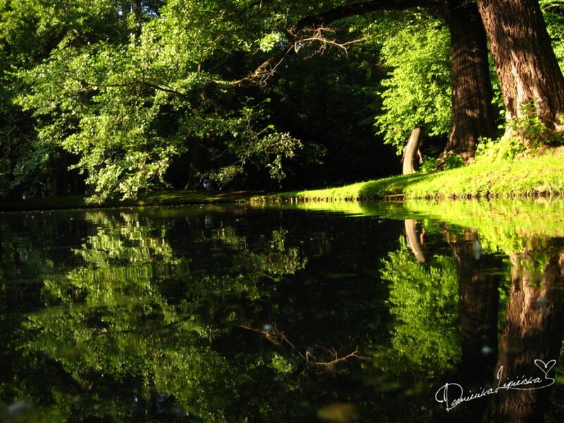 River Reflecting Trees — Green, Serene, Afternoon, Photograph, Grass