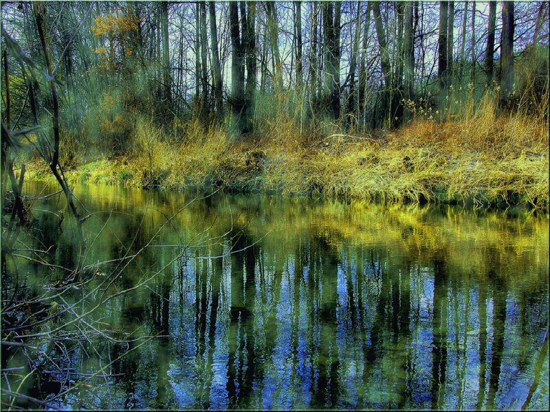River Reflecting Trees — Green, Serene, Autumn, Photograph, Reeds