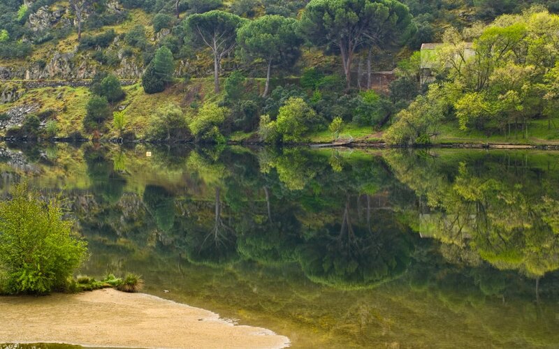 River Reflecting Trees — Green, Serene, Spring