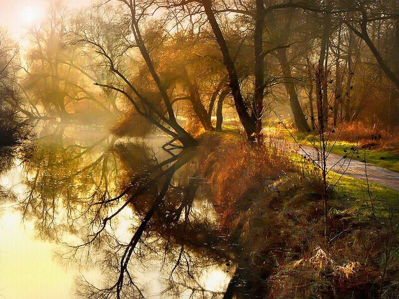 River Reflecting Trees