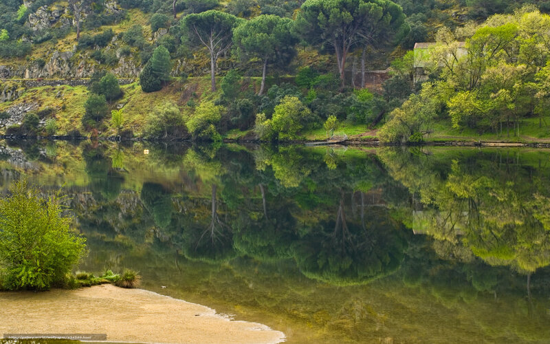 River reflection in forest