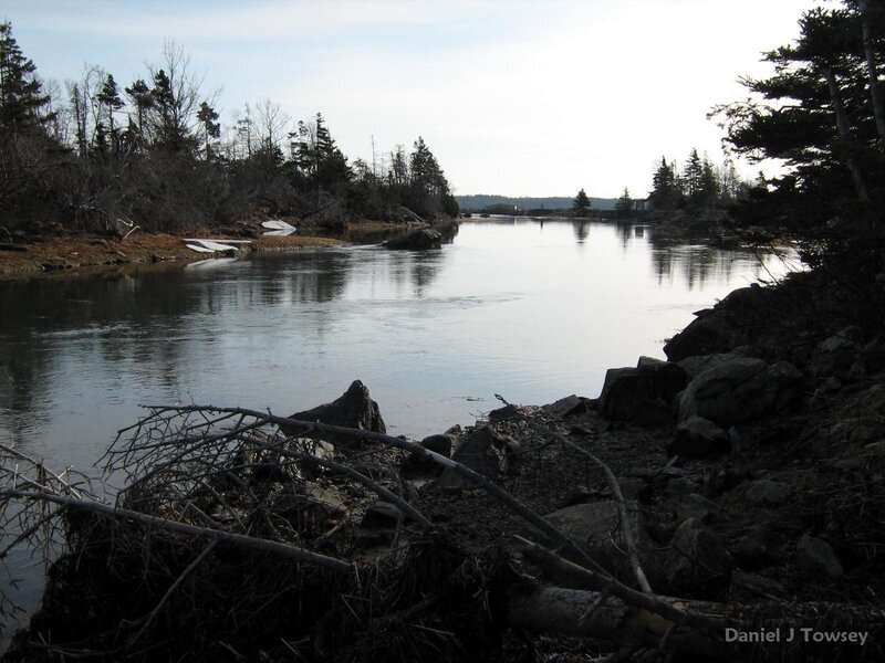 river scene with driftwood