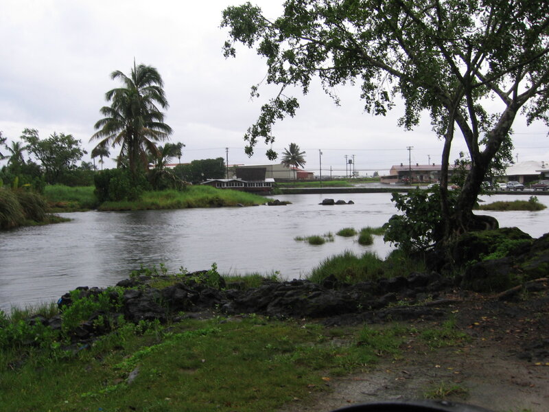 River scene with palm trees